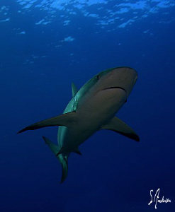 This image of a Caribbean Reef Shark was taken during a d... by Steven Anderson 